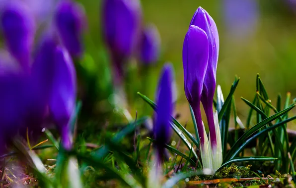 Picture flowers, spring, purple, crocuses