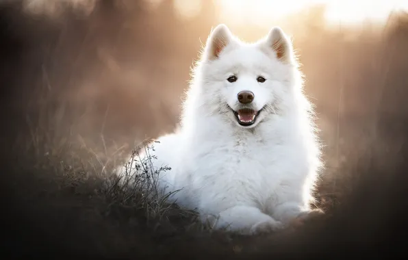 Picture face, portrait, dog, white, Samoyed