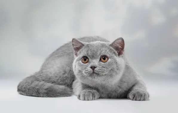 Picture cat, look, kitty, grey, background, lies, British