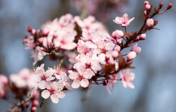 Picture flowers, cherry, background, branch, spring, Sakura, pink, flowering, bokeh