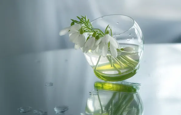 Picture water, drops, light, flowers, reflection, table, glass, snowdrops, white