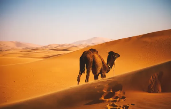 Picture Landscape, Wallpaper, Camel, Desert