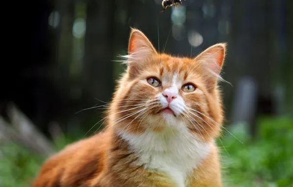 Picture cat, look, nature, kitty, cat, red, kitty, bumblebee, young naturalist