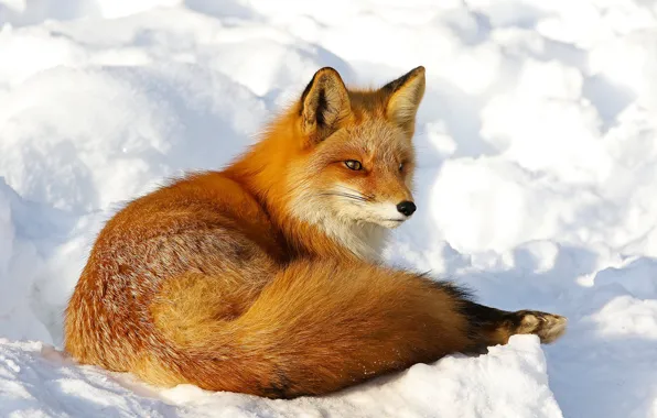 Picture winter, look, face, snow, pose, Fox, tail, the snow, lies, red, beauty, Fox
