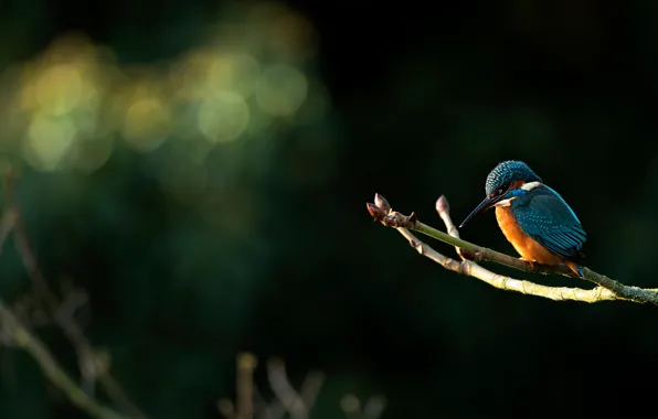 Picture light, the dark background, bird, branch, bokeh, Kingfisher