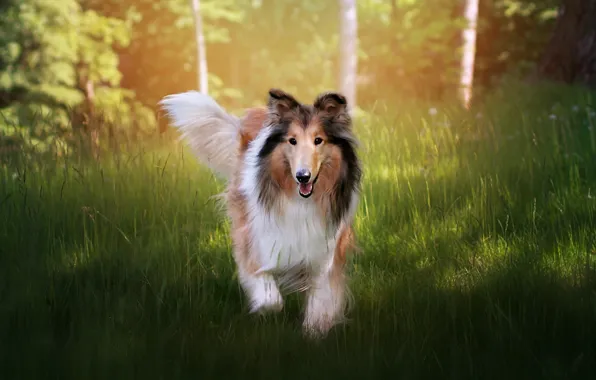 Picture look, nature, dog, face, collie, sheltie