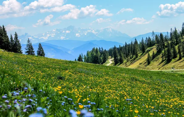 Picture summer, the sky, flowers, mountains, hills