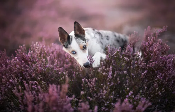 Picture look, face, flowers, nature, pose, glade, dog, pink, bokeh, the border collie, Heather, motley, odd-eyed