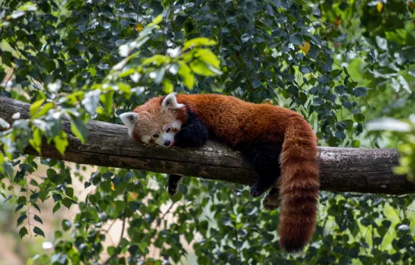 Picture branches, tree, stay, foliage, red Panda, red Panda
