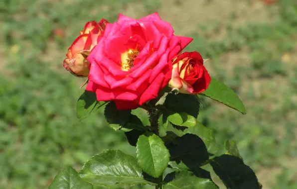 Picture background, roses, Sunny, Meduzanol ©, summer 2018