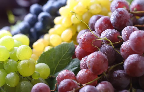 Picture macro, berries, grapes