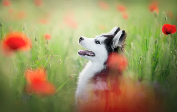 Picture face, flowers, Maki, portrait, dog, blur, profile, Husky