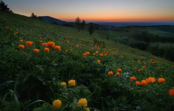 Picture the sky, trees, flowers, mountains, hills, the evening, Russia, Altay, frying, globeflowers