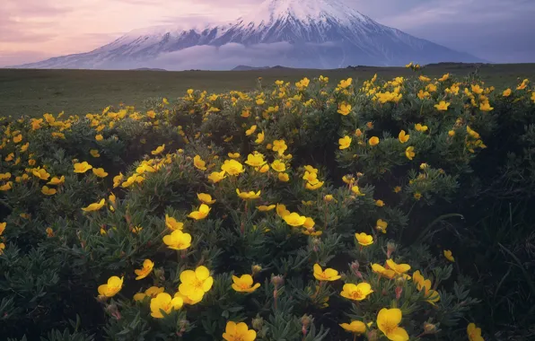 Picture landscape, flowers, nature, the volcano, Kamchatka, Анна Политова