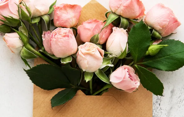 Picture roses, bouquet, pink, buds