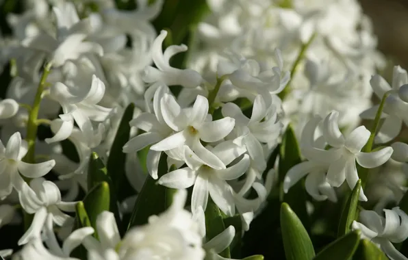 Picture leaves, macro, light, flowers, spring, white, flowerbed, hyacinths