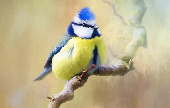 Picture background, bird, branch, tit