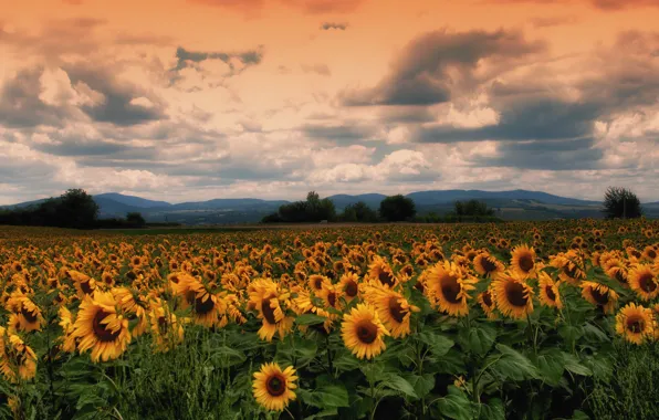 Picture field, summer, sunflowers, flowers