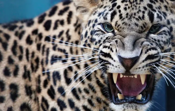 Picture Predator, Leopard, Animal