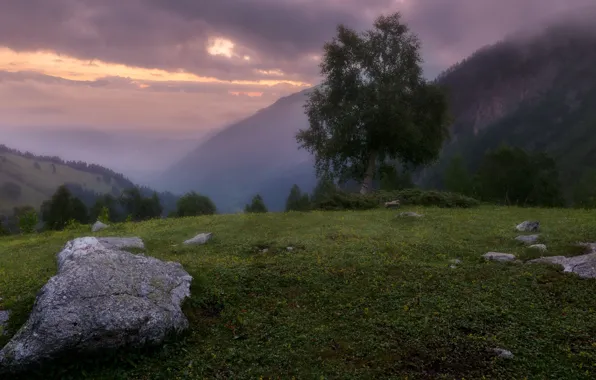 Picture landscape, mountains, nature, stones, tree, dawn, morning, the bushes, Alexander Plekhanov