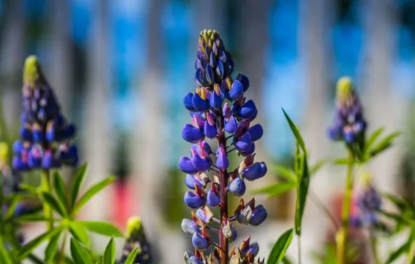 Picture summer, flowers, blue, bokeh, lupins
