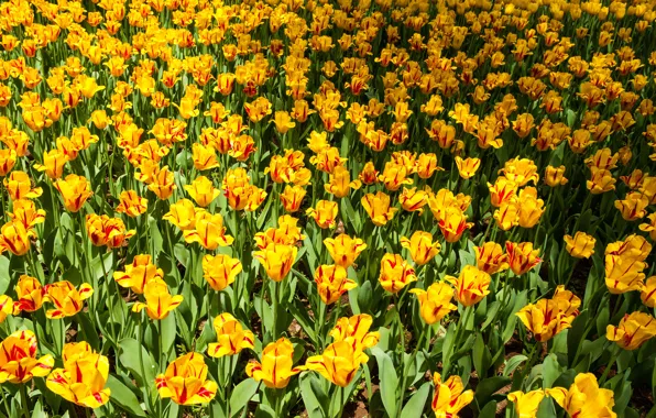 Picture flowers, bright, spring, yellow, tulips, flowerbed, a lot, striped