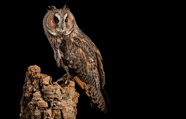 Picture owl, bird, predator, black background, night hunter