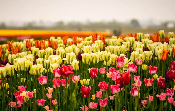 Picture the sky, flowers, spring, yellow, tulips, red, orange, flowerbed, a lot, different, bokeh, plantation