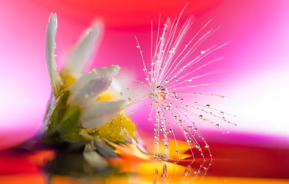 Picture flower, drops, macro, dandelion