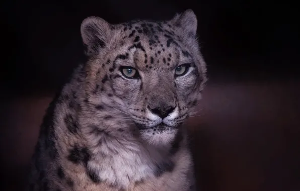 Picture face, background, Snow leopard, wild cat, IRBIS, Snow leopard