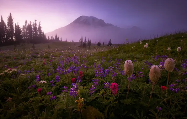 Picture Flowers, Fog, Mountain, Grass