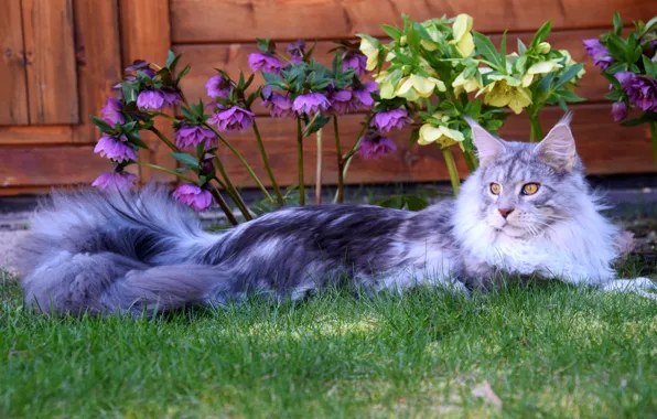 Picture cat, grass, cat, look, face, flowers, nature, pose, house, grey, Board, garden, tail, lies, flowerbed, …