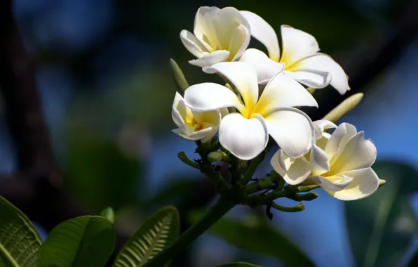 Picture flowers, branch, white, plumeria, frangipani
