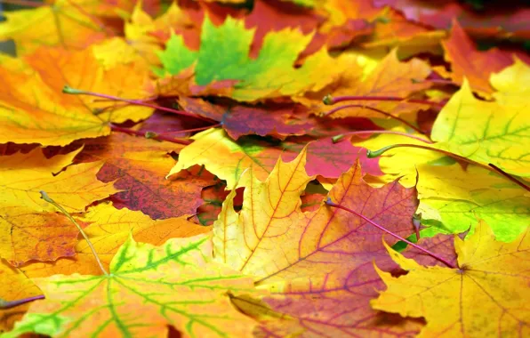 Picture autumn, leaves, background, colorful, maple, background, autumn, leaves, autumn, maple