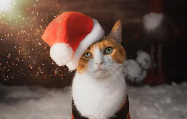 Picture cat, cat, look, pose, Christmas, New year, face, Christmas decorations, the Santa hat