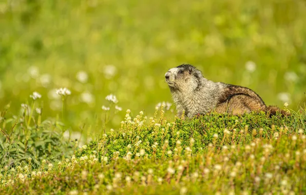 Picture field, flowers, glade, meadow, marmot