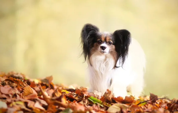 Picture autumn, look, leaves, yellow, pose, background, foliage, dog, puppy, face, dog, cutie, baby, decorative, Papillon, …