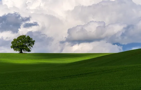Picture greens, field, the sky, grass, clouds, tree