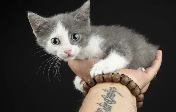 Picture cat, look, the dark background, kitty, grey, hand, tattoo, bracelet, face, sitting, the owner, rosary