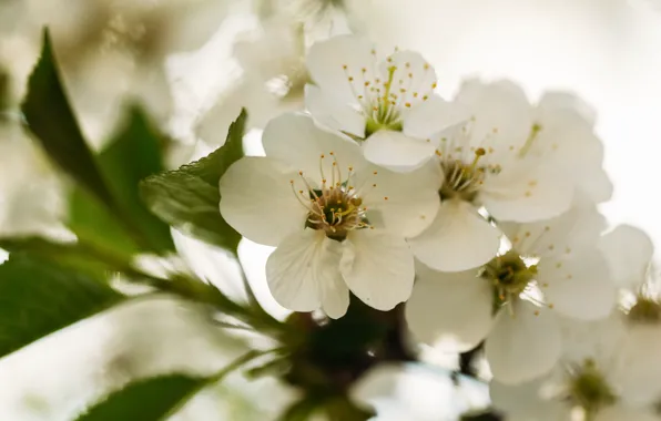 Picture cherry, spring, garden, blooming branch