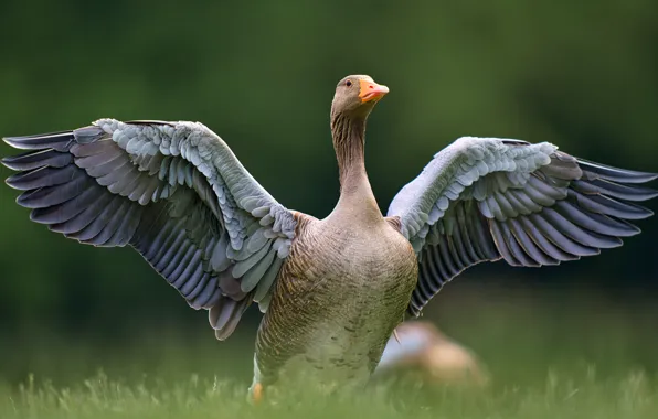 Picture grass, nature, pose, grey, bird, wings, feathers, goose, tail, wingspan