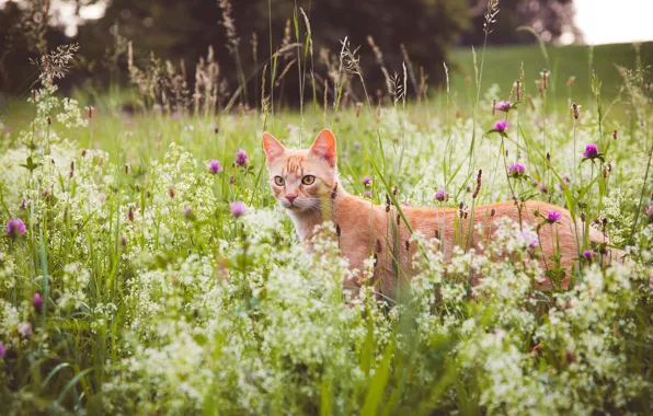 Picture greens, cat, summer, grass, cat, look, face, flowers, nature, glade, spikelets, meadow, red, clover, walk, …