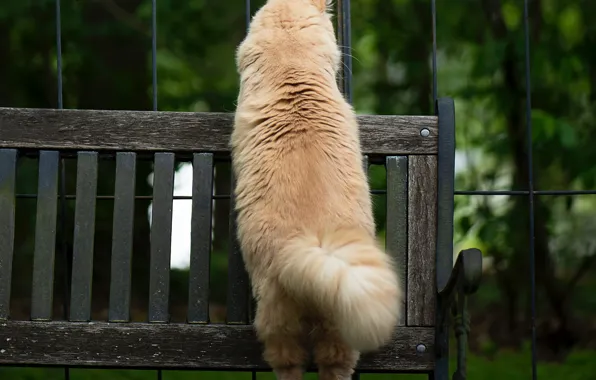 Picture cat, bench, tail