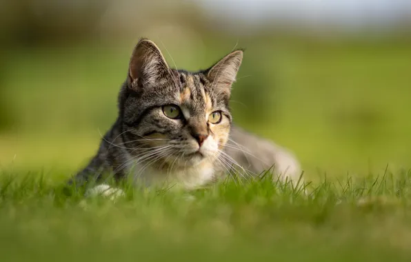 Picture cat, grass, look, background, muzzle, bokeh, cat