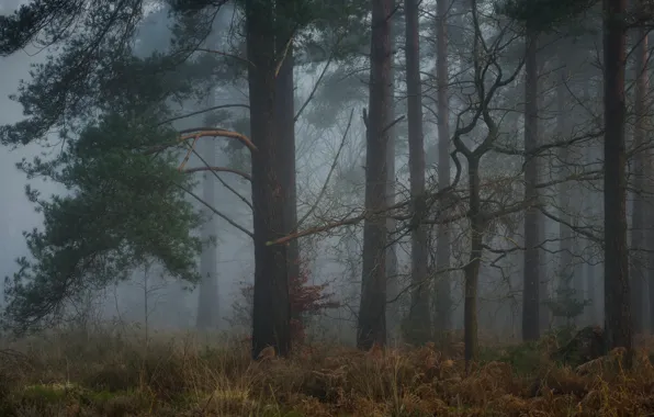 Picture forest, fog, pine, twilight