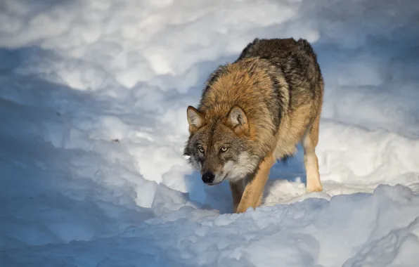 Picture winter, snow, nature, wolf, predator, bokeh