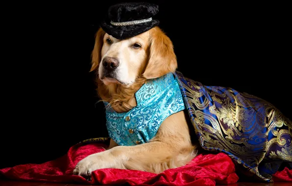 Picture portrait, dog, hat, costume, fabric, lies, image, Prince, black background, Golden, Cape, photoshoot, posing, dog, …