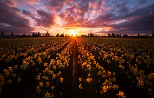 Picture field, the sky, sunset, flowers, yellow, daffodils, plantation, Washington State, Skagit Valley, Washington, Skagit Valley