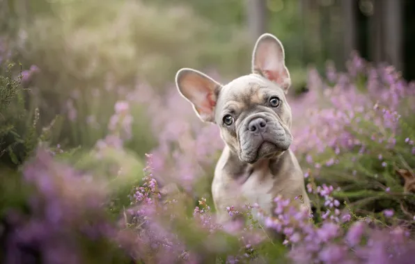 Picture flowers, nature, portrait, dog, puppy, face, French bulldog, Heather