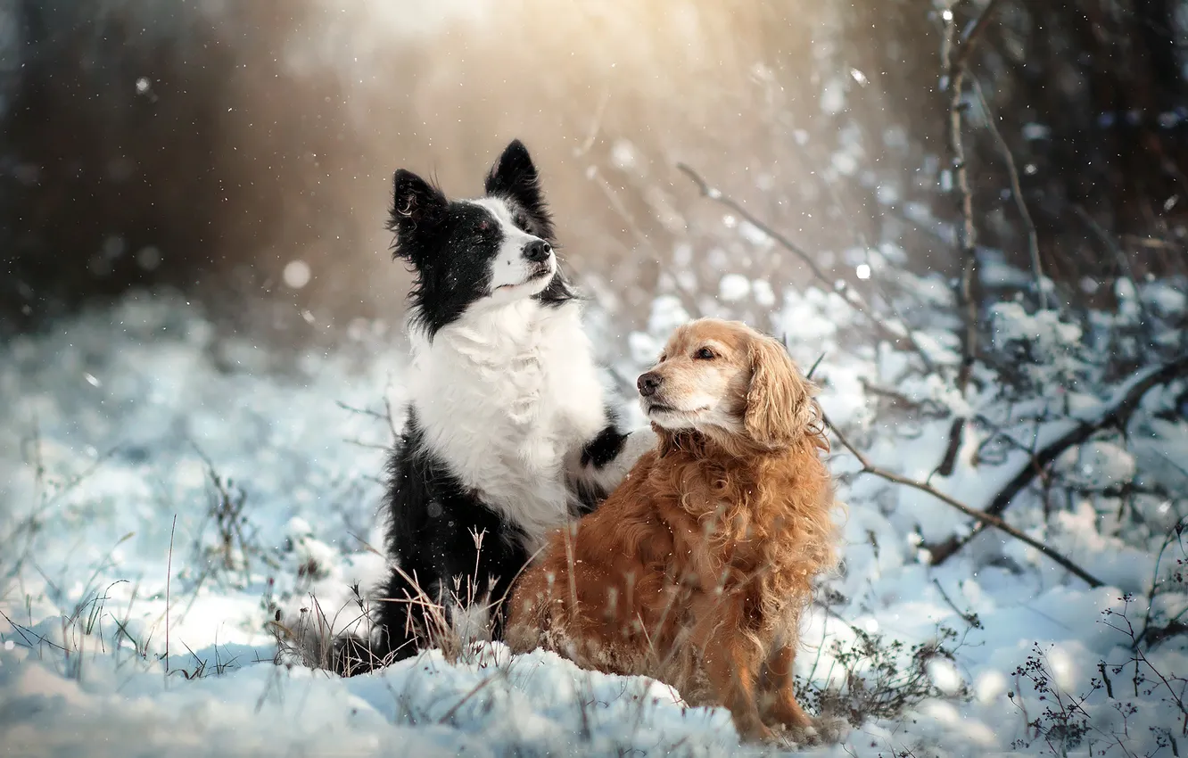 Photo wallpaper winter, animals, dogs, snow, nature, pair, Spaniel, the border collie